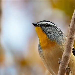 Pardalotus punctatus by Untidy