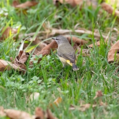Acanthiza chrysorrhoa (Yellow-rumped Thornbill) at Higgins, ACT - 11 May 2025 by Untidy