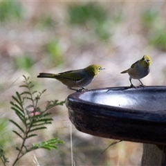 Zosterops lateralis (Silvereye) at Higgins, ACT - 11 May 2025 by Untidy