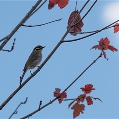 Caligavis chrysops (Yellow-faced Honeyeater) at Higgins, ACT - 11 May 2025 by Untidy
