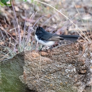 Rhipidura leucophrys at Higgins, ACT - Yesterday by Untidy