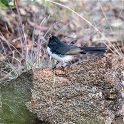 Rhipidura leucophrys (Willie Wagtail) at Higgins, ACT - 11 May 2025 by Untidy