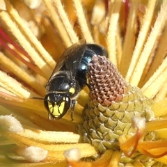 Hylaeus (Macrohylaeus) alcyoneus (Hylaeine colletid bee) at Braemar, NSW - 9 May 2025 by Curiosity