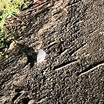 Aegotheles cristatus (Australian Owlet-nightjar) at Mount George, NSW - Today by JenniferS
