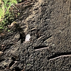 Aegotheles cristatus at Mount George, NSW - suppressed