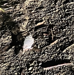 Aegotheles cristatus at Mount George, NSW - suppressed