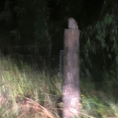 Podargus strigoides (Tawny Frogmouth) at Mount George, NSW - Today by JenniferS