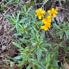 Senecio linearifolius (Fireweed Groundsel, Fireweed) at Williamsdale, NSW - 9 May 2025 by Safarigirl