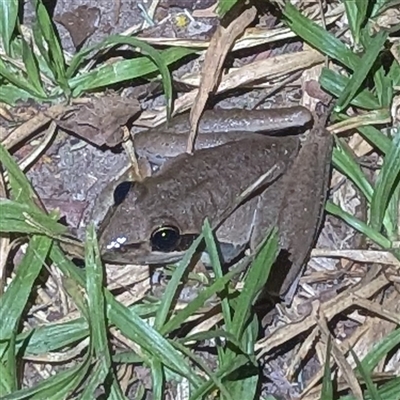 Unverified Frog at Rakula, NT - Today by HelenCross