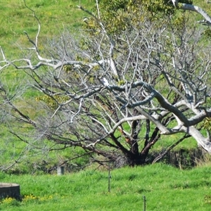 Elanus axillaris (Black-shouldered Kite) at Jamberoo, NSW - 10 May 2025 by plants