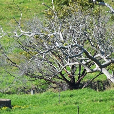 Elanus axillaris (Black-shouldered Kite) at Jamberoo, NSW - 10 May 2025 by plants