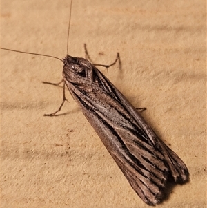 Ciampa arietaria at Bogan Gate, NSW - 10 May 2025 08:06 PM