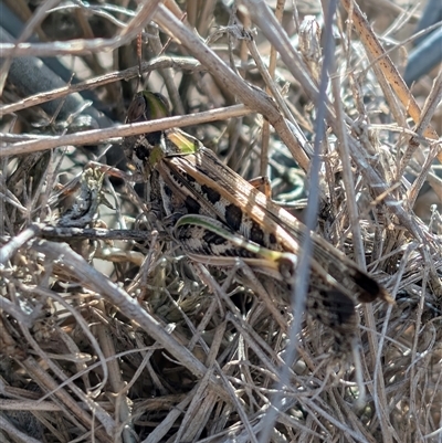 Chortoicetes terminifera (Australian Plague Locust) at Lawson, ACT - Yesterday by mroseby
