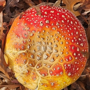 Amanita muscaria at Parkes, ACT - Yesterday by AaronClausen
