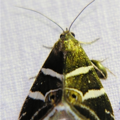 Grammodes pulcherrima (Comely Box-Owlet) at Rubyvale, QLD - 29 Oct 2009 by PJH123