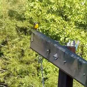 Unverified Small (Robin, Finch, Thornbill etc) at Lower Pappinbarra, NSW - Yesterday by dave@kerrie