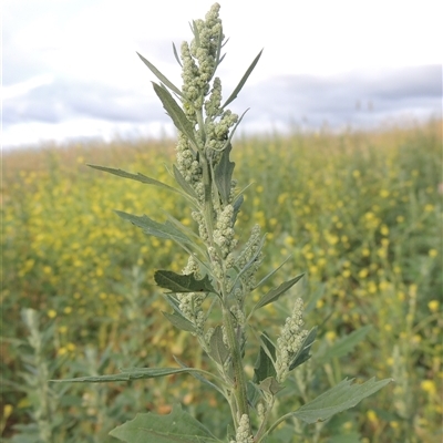 Chenopodium album (Fat Hen) at Hume, ACT - 10 Feb 2024 by MichaelBedingfield