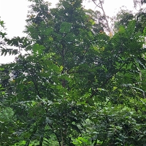 Toona ciliata at Upper Lansdowne, NSW - 8 May 2025 by Purschy