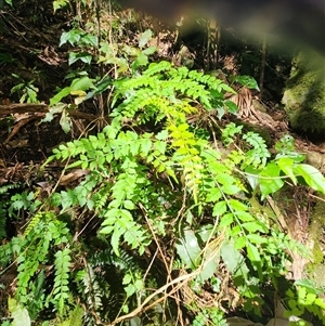Unverified Climber or Mistletoe at Killabakh, NSW - 8 May 2025 by Purschy