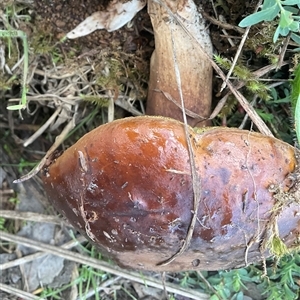 Unverified Fungus at Whitlam, ACT - Today by Jennybach