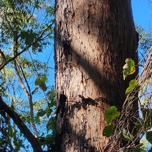 Unverified Gum Tree at Upper Lansdowne, NSW - 8 May 2025 by Purschy