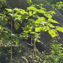 Dendrocnide excelsa (Stinging Tree) at Killabakh, NSW - 8 May 2025 by Purschy