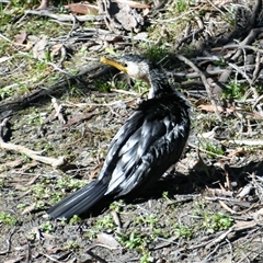 Microcarbo melanoleucos (Little Pied Cormorant) at Bargo, NSW - 21 Jun 2023 by Snows