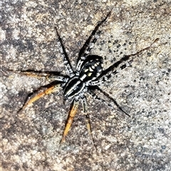Nyssus coloripes (Spotted Ground Swift Spider) at Bargo, NSW - 20 Jun 2023 by Snows
