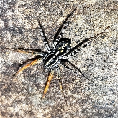 Nyssus coloripes (Spotted Ground Swift Spider) at Bargo, NSW - 20 Jun 2023 by Snows
