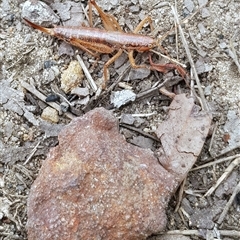 Coptaspis brevipennis (A katydid) at Bargo, NSW - 4 Jun 2023 by Snows