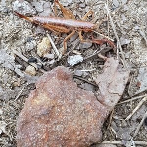 Coptaspis brevipennis at Bargo, NSW - 4 Jun 2023 by Snows