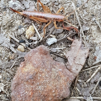Coptaspis brevipennis (A katydid) at Bargo, NSW - 4 Jun 2023 by Snows