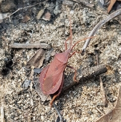 Amorbus rhombifer at Bargo, NSW - 22 May 2023 by Snows