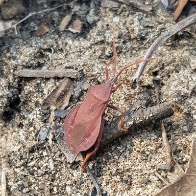 Amorbus rhombifer at Bargo, NSW - 22 May 2023 by Snows