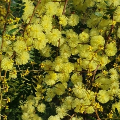 Acacia terminalis (Sunshine Wattle) at Bargo, NSW - 19 Jun 2023 by Snows