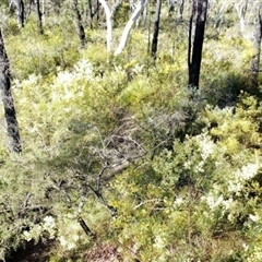 Acacia terminalis at Bargo, NSW - 19 Jun 2023 11:41 AM