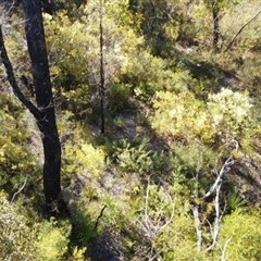 Acacia terminalis at Bargo, NSW - 19 Jun 2023 11:41 AM