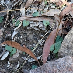 Acianthus fornicatus at Bargo, NSW - suppressed