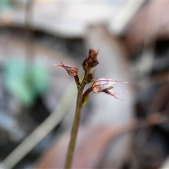 Acianthus fornicatus at Bargo, NSW - suppressed