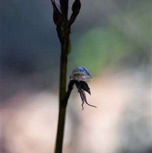 Acianthus fornicatus at Bargo, NSW - suppressed