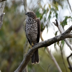 Tachyspiza fasciata (Brown Goshawk) at Bargo, NSW - 22 Apr 2023 by Snows