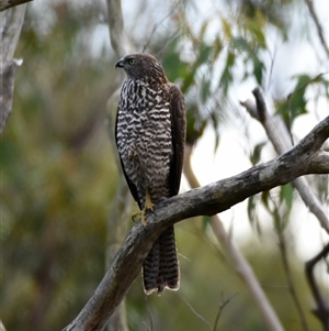 Tachyspiza fasciata (Brown Goshawk) at Bargo, NSW - 22 Apr 2023 by Snows