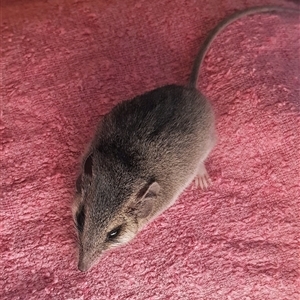 Sminthopsis murina at Bargo, NSW - 8 May 2023 by Snows