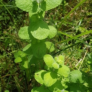 Mentha sp. (A Mint) at Bargo, NSW - 27 Jan 2023 by Snows