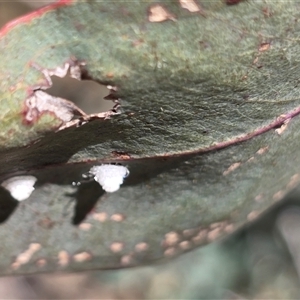 Glycaspis sp. (genus) at Symonston, ACT - Today by Mike