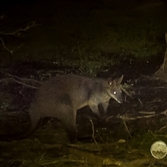 Wallabia bicolor (Swamp Wallaby) at Lower Portland, NSW - 8 May 2025 by BlundellsSwamp