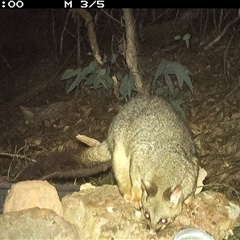 Trichosurus vulpecula (Common Brushtail Possum) at Lower Portland, NSW - 9 May 2025 by BlundellsSwamp