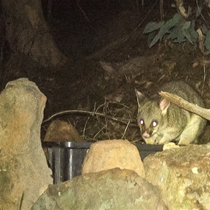 Trichosurus vulpecula at Lower Portland, NSW - 9 May 2025 03:31 AM