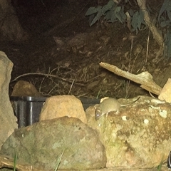 Antechinus sp. (genus) at Lower Portland, NSW - 9 May 2025 by BlundellsSwamp