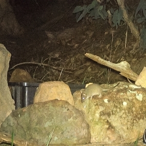Antechinus sp. (genus) at Lower Portland, NSW - 9 May 2025 by BlundellsSwamp